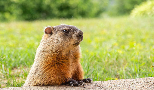 Groundhog in a yard