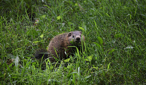 Groundhog in a yard