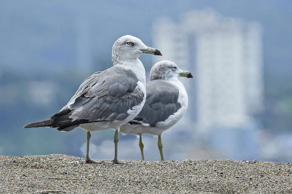 Gulls near buildings