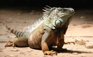 Iguana near a house