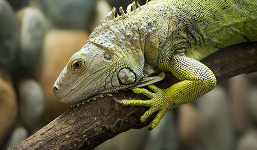 Iguana in a tree