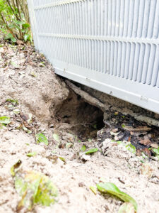 armadillo hole in Tampa