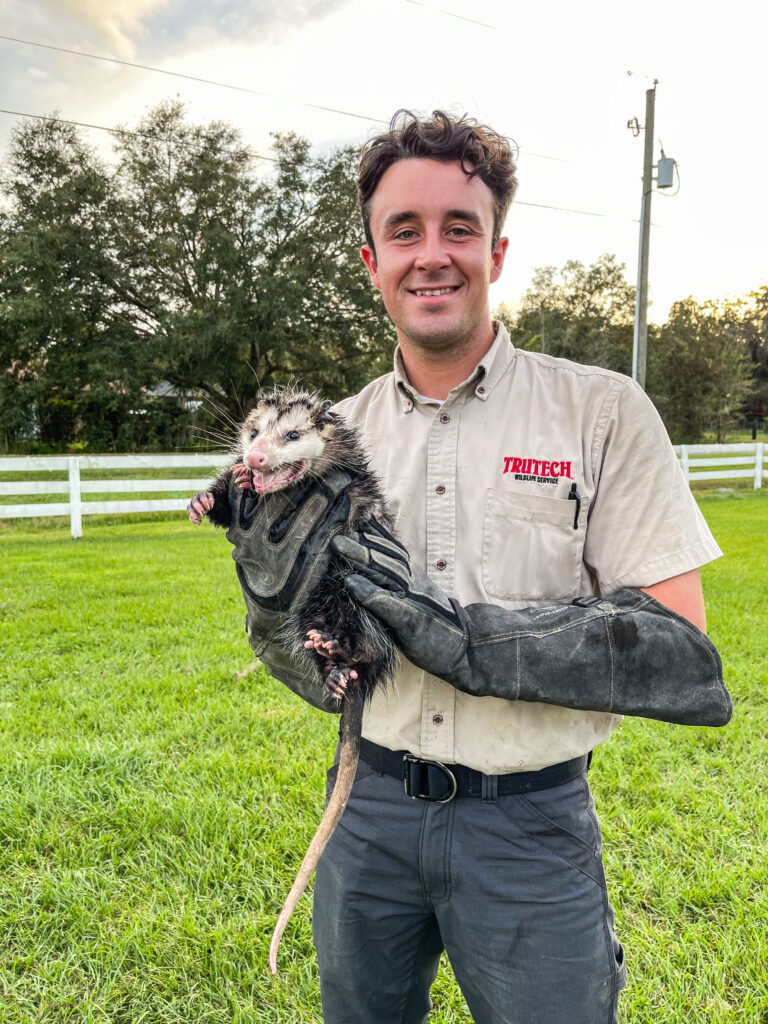 Tampa opossum removal
