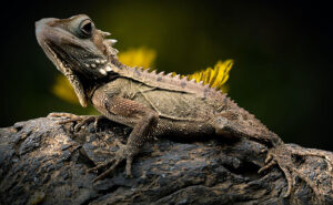 Lizard on wood