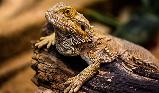 Lizard on wood