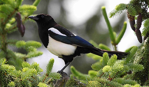 Magpie in a tree