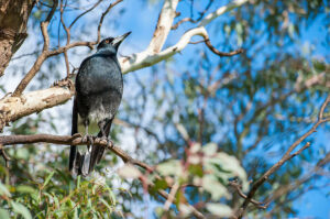 Magpie in a tree