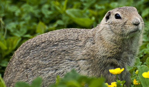 Marmot in a yard