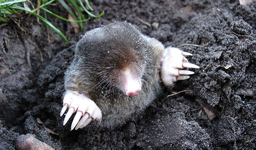 Mole in a yard