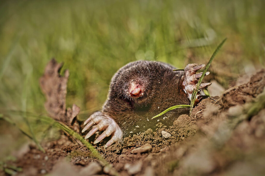 Mole in a yard