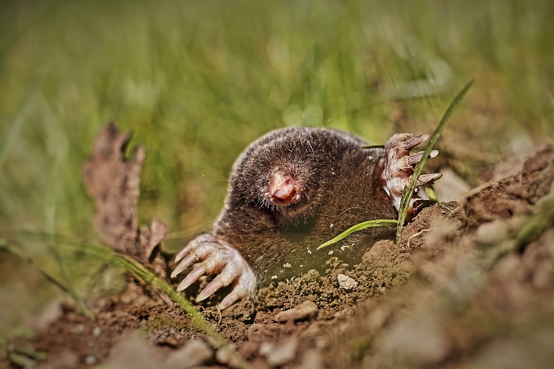 Mole Control Trutech Wildlife Service Do Moles Carry Diseases?