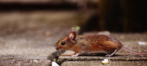 Mouse in a house