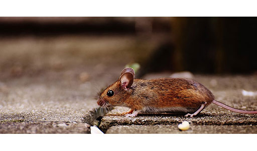 Mouse Sounds - Trutech Wildlife Service Mouse Sounds - Trutech Wildlife Service