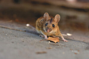 Mouse near a house