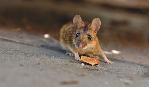 Mouse in a house