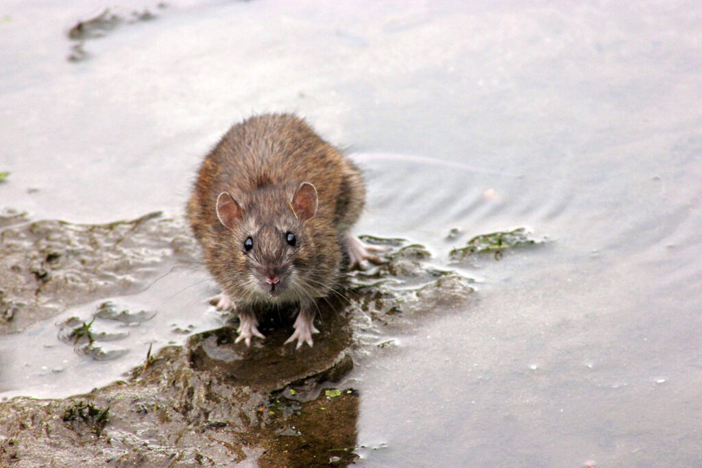 Norway rat near water