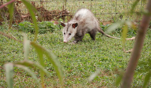 Opossum in a yard
