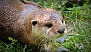 Otter near the water