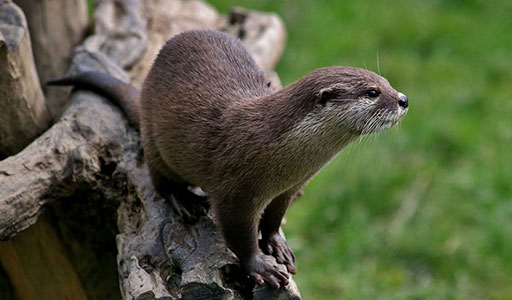 Otter in a yard