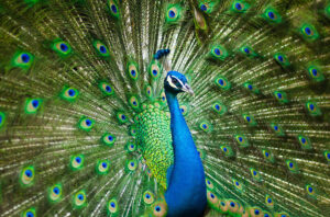 Peacock showing feathers