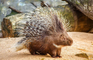 Porcupine in a yard