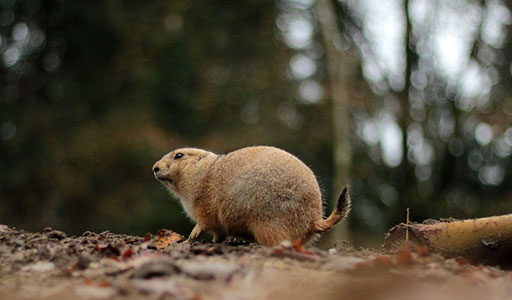 Prairie Dog in a yard