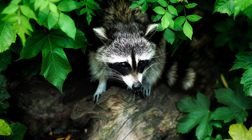 Raccoon in a yard