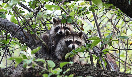 Raccoons in a tree