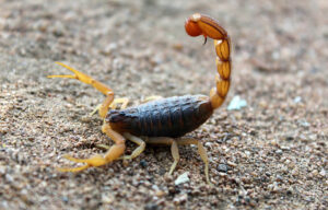 Scorpion in a yard
