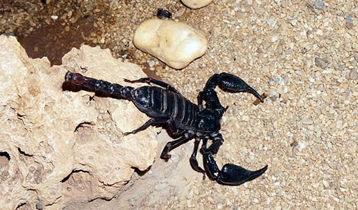 Scorpion in a yard