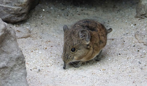 Shrew in a yard