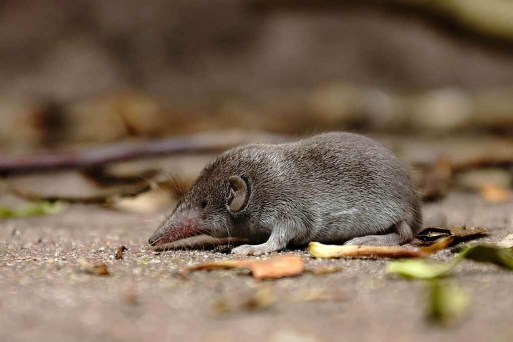 Shrew in a yard