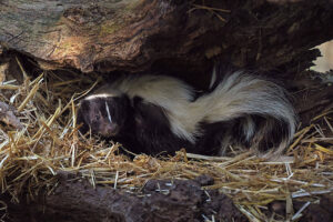 Skunk under a tree