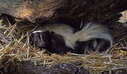 Skunk under a tree