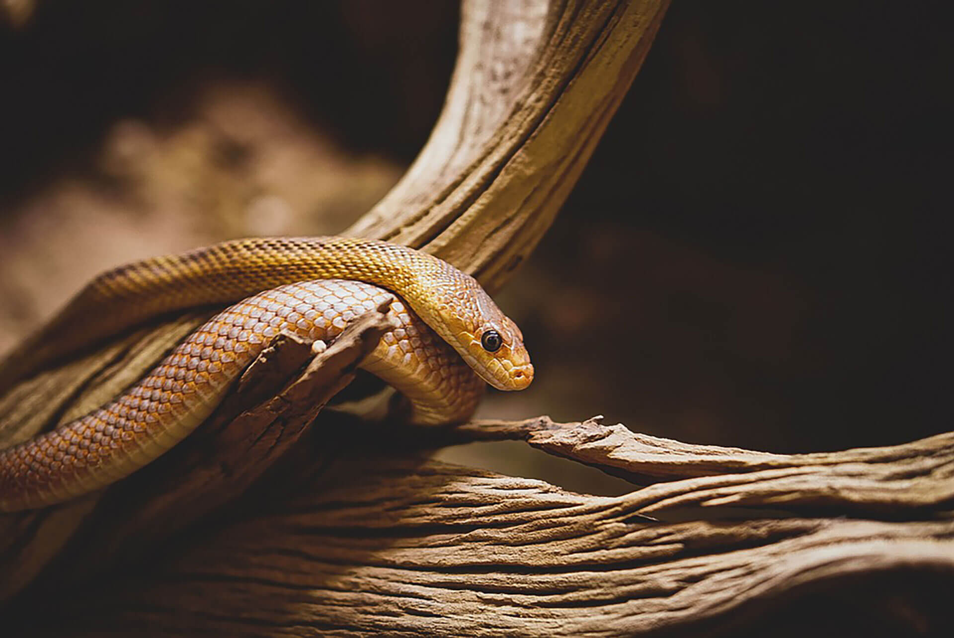 Snake in a tree