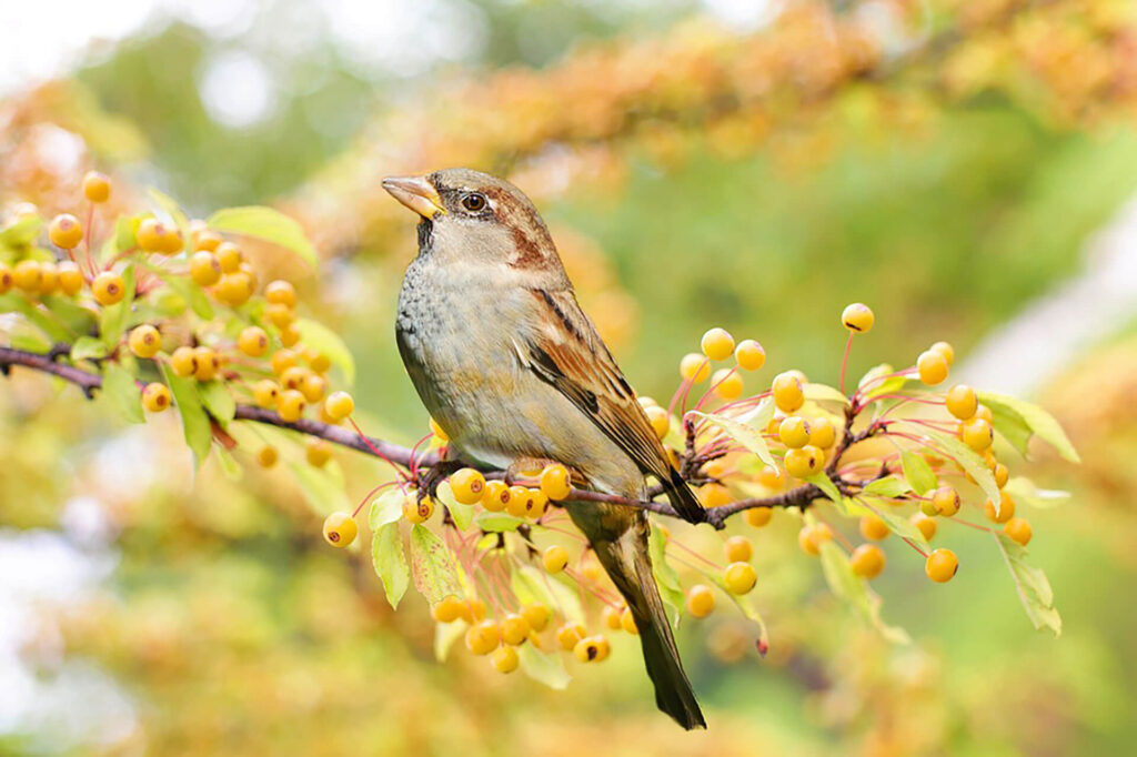 Sparrow in a tree