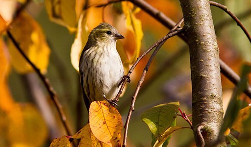 Sparrow in a tree