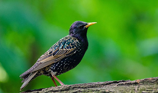 Starling on a tree branch