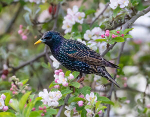 Starling in a tree