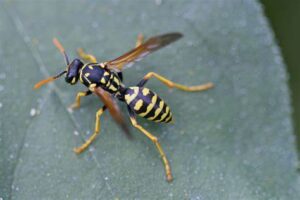 Top 20 Critters Found in the Southeast - Trutech Wildlife Service