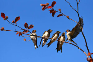 Group of swallows in a tree