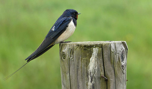 Swallow on a stump