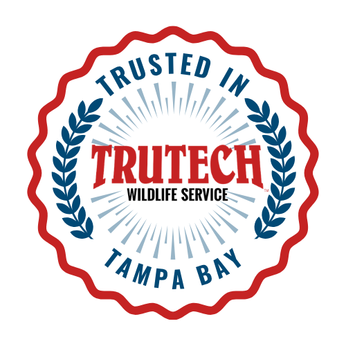 trusted in tampa bay