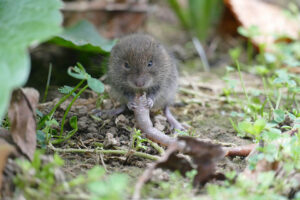 Vole eating
