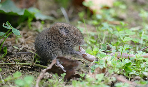 Vole eating