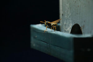 Wasp on a bird feeder