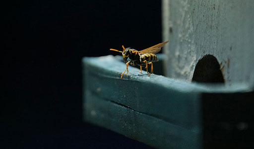 Wasp on a bird house