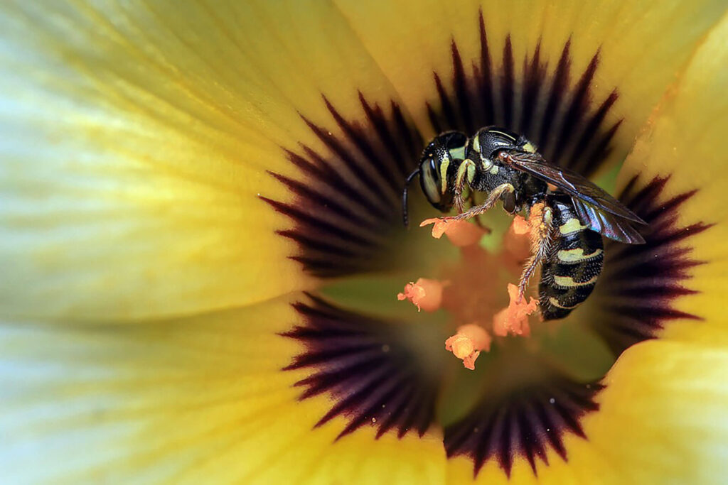 Wasp in a flower