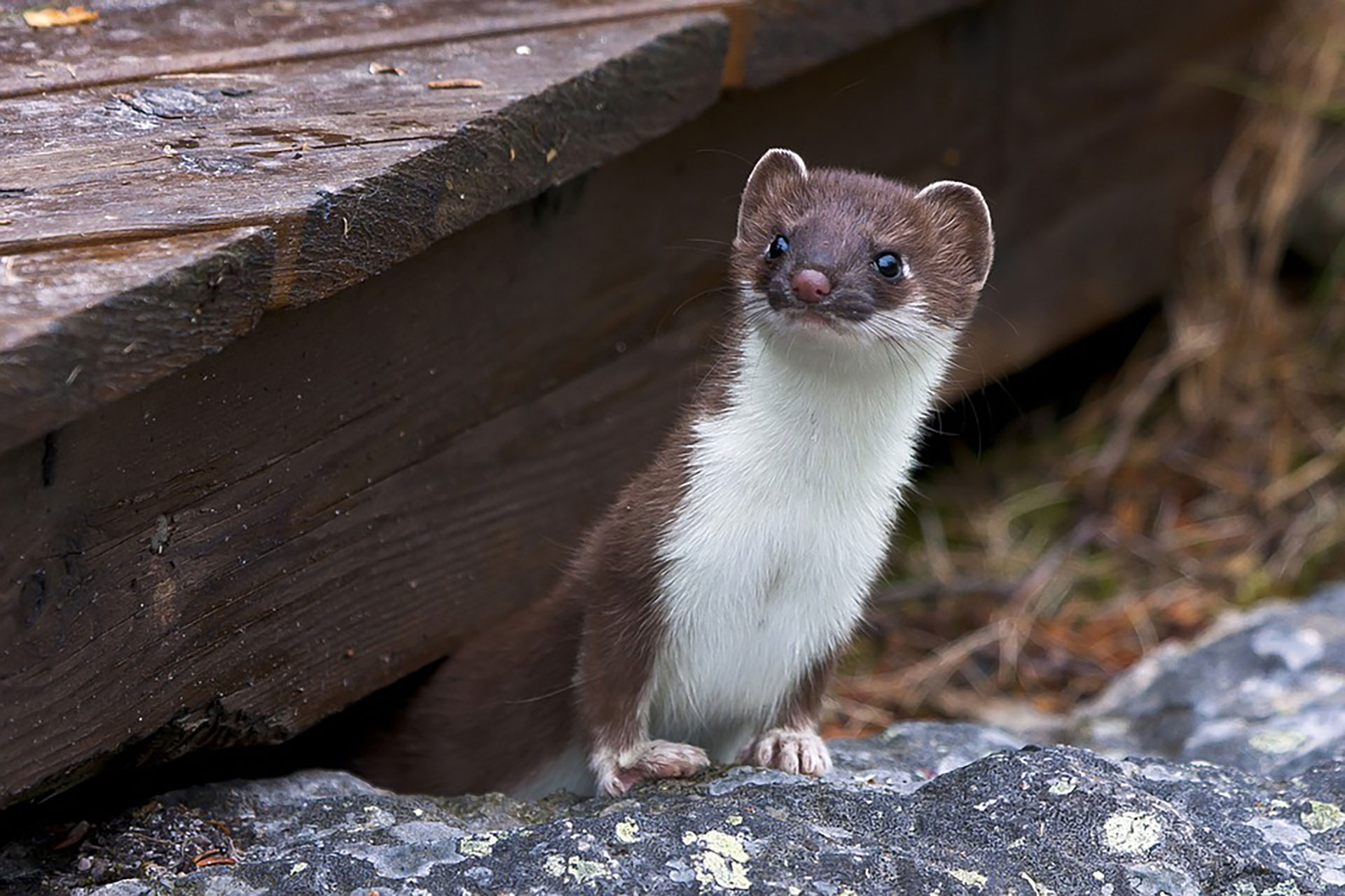 Weasel Control - Trutech Wildlife Service - Are Weasels Dangerous?