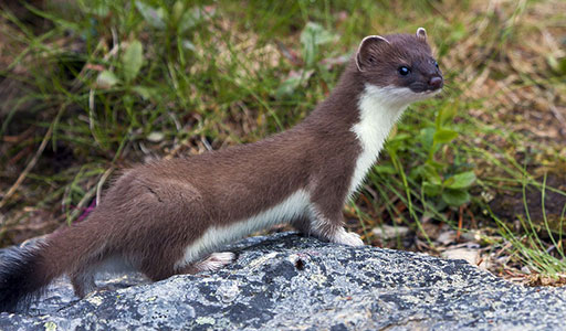 Weasel in a yard